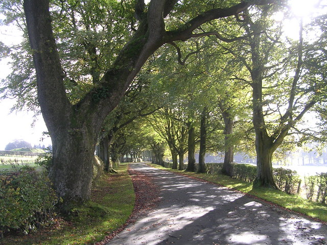 File:Beech-lined Drive to Rowallan Castle - geograph.org.uk - 264799.jpg