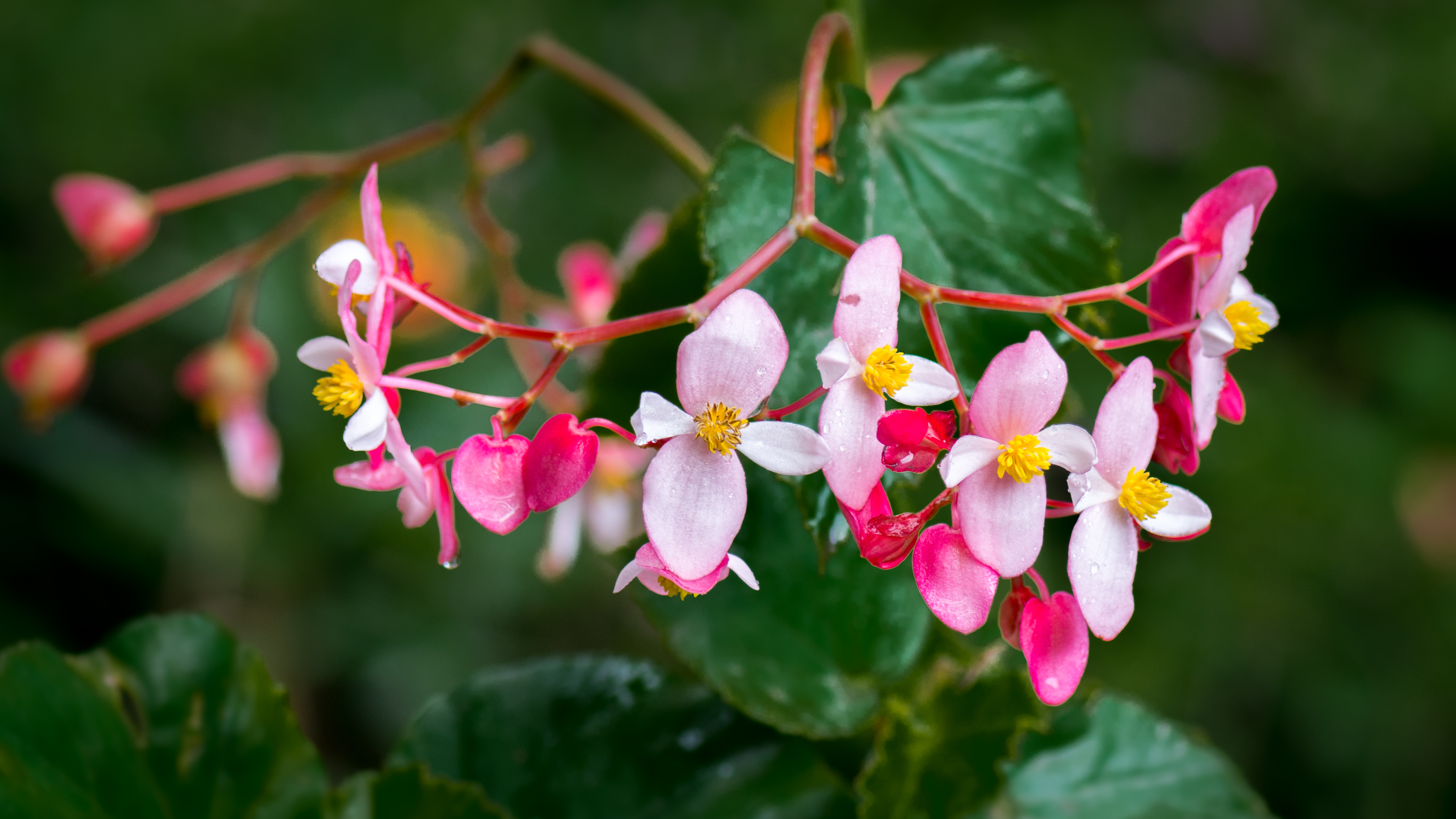 Begonia gracilis - Wikiwand