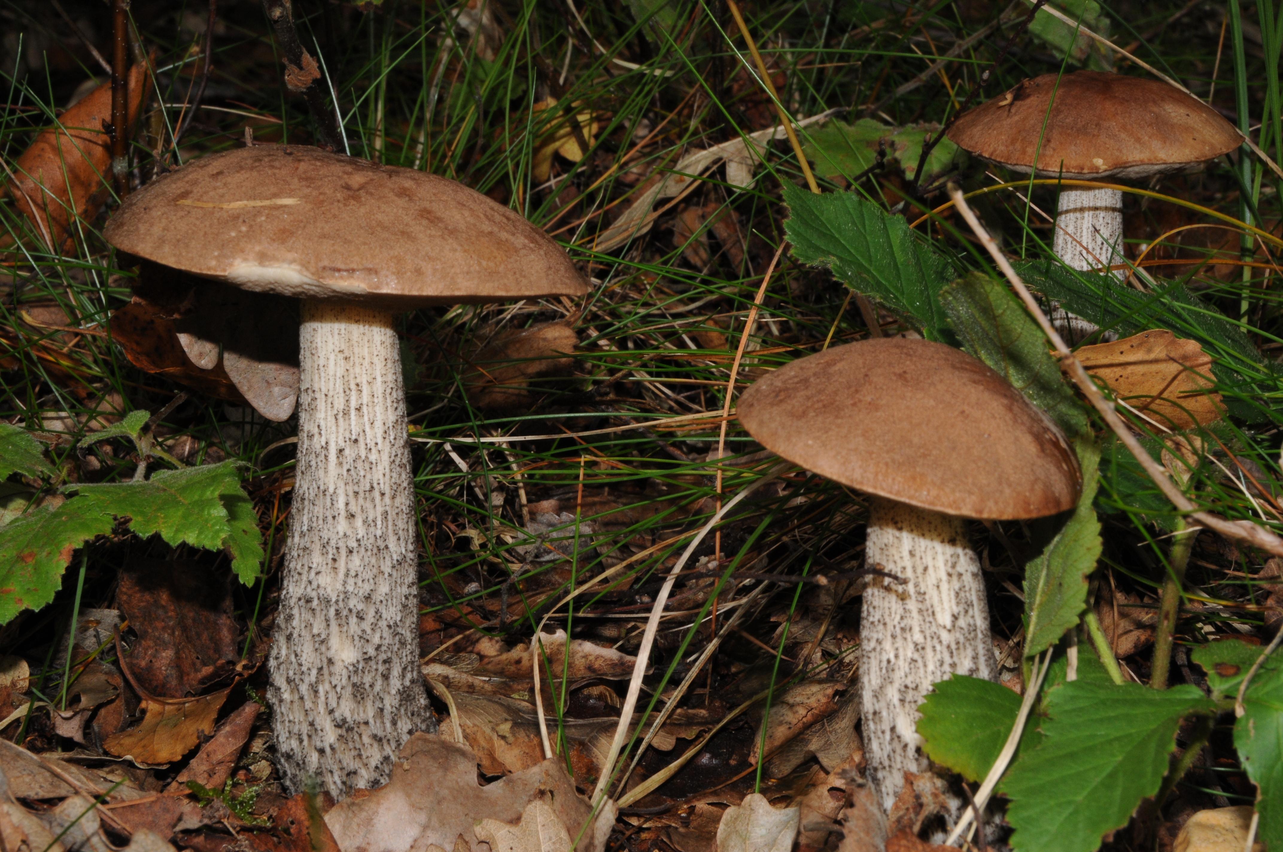 Подберезовик трубчатый гриб. Обабок Дальневосточный гриб. Birkenpilz. Подосиновый и белый гриб это 1 и тот же.