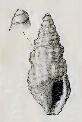 <i>Buchema</i> Genus of gastropods