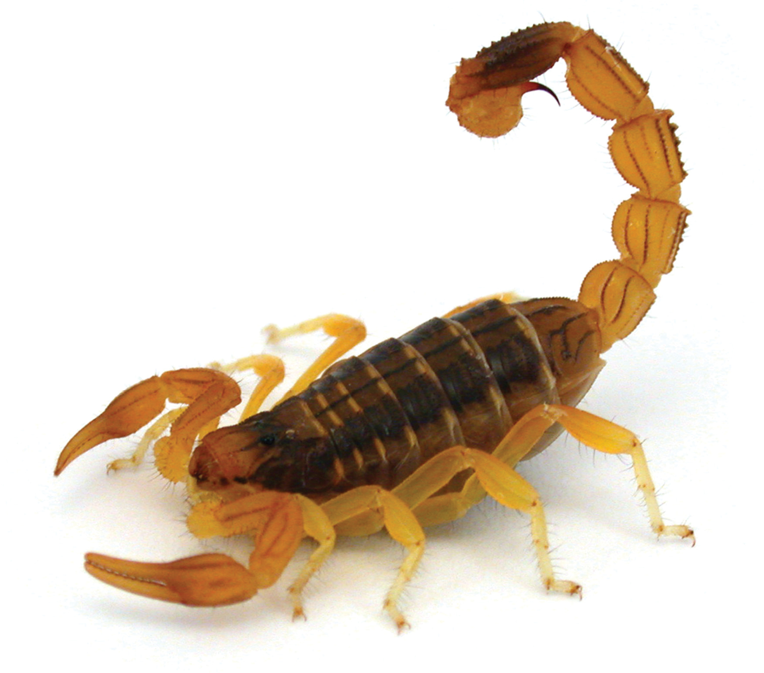 蠍Scorpion: 最新的百科全書、新聞、評論和研究