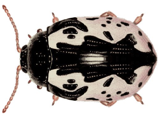 CalligraphaScalaris.jpg