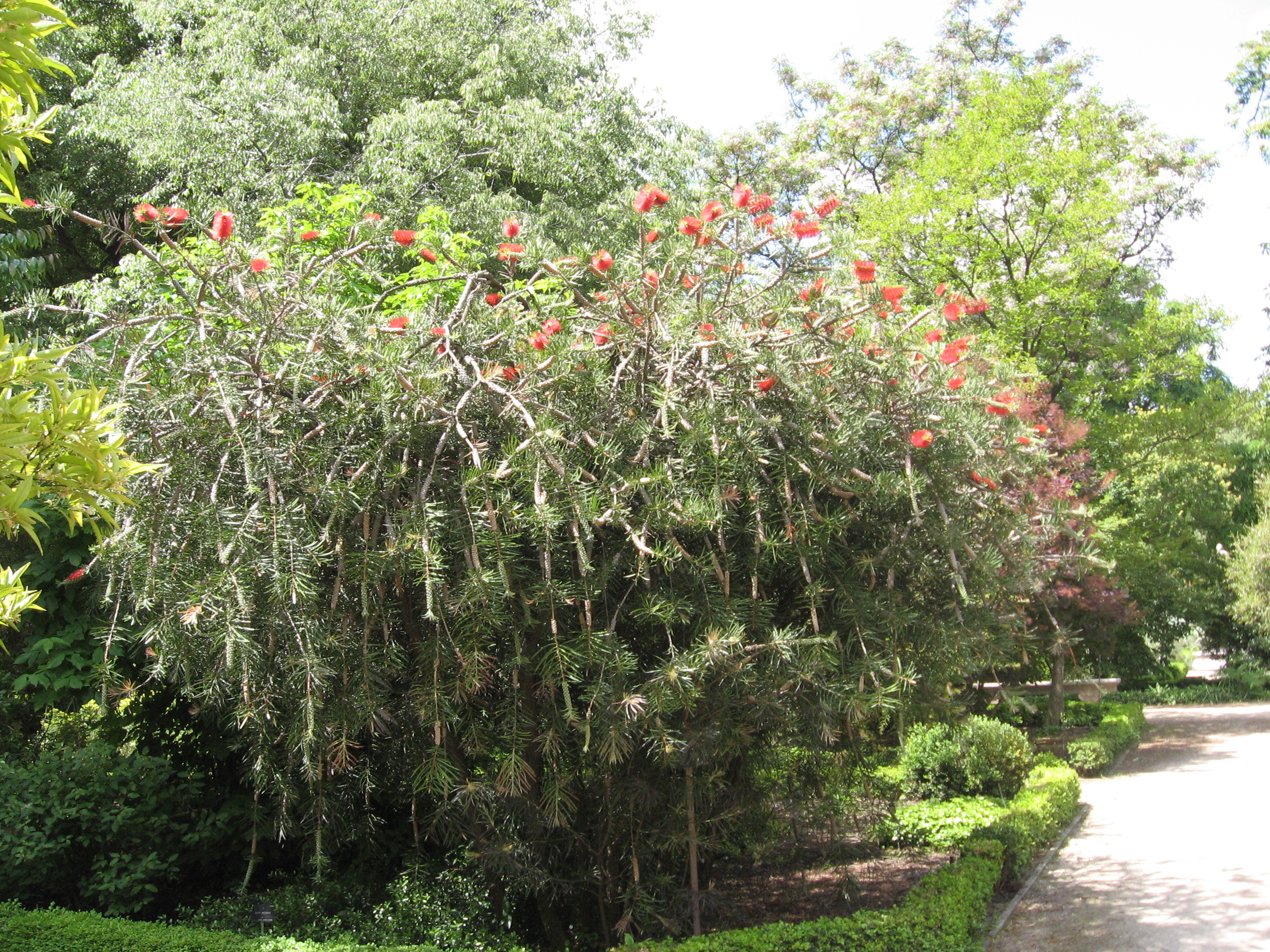 Callistemon - Wikipedia