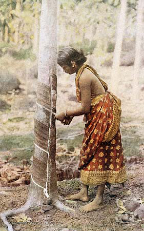 A woman in Sri Lanka harvesting rubber, c. 1920