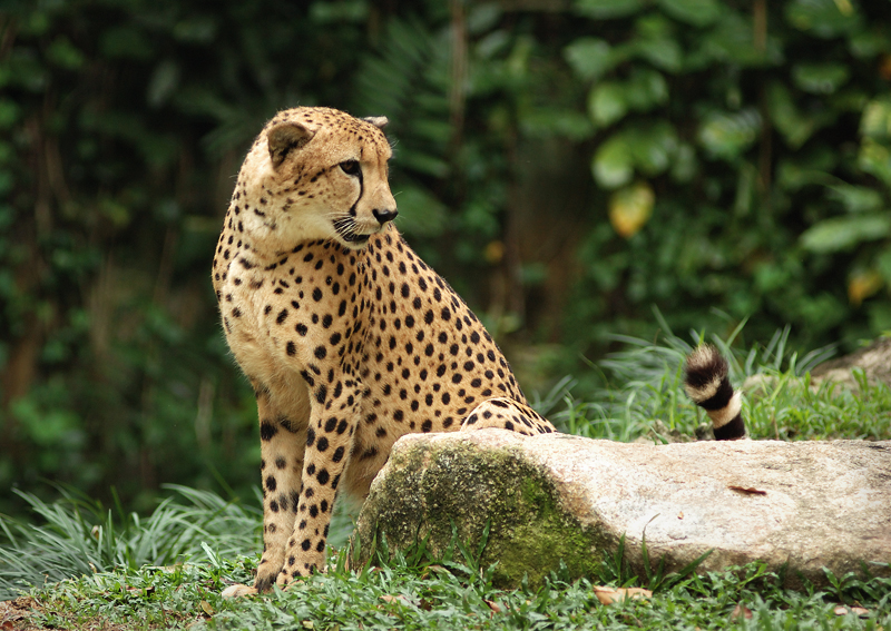 File:Cheetah in Singapore Zoo 290706.jpg