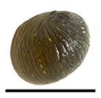 Clithon lentiginosum shell 2.png