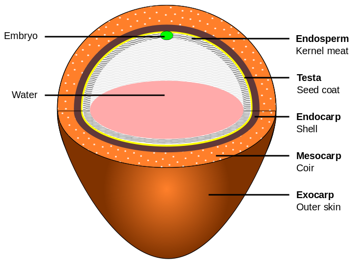 File:Skin layers.png - Wikipedia