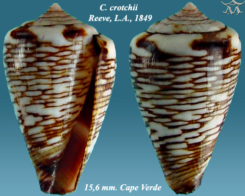 File:Conus crotchii 3.jpg