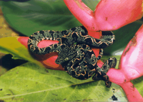 File:Corallus hortulanus head, Peru.jpg - Wikipedia