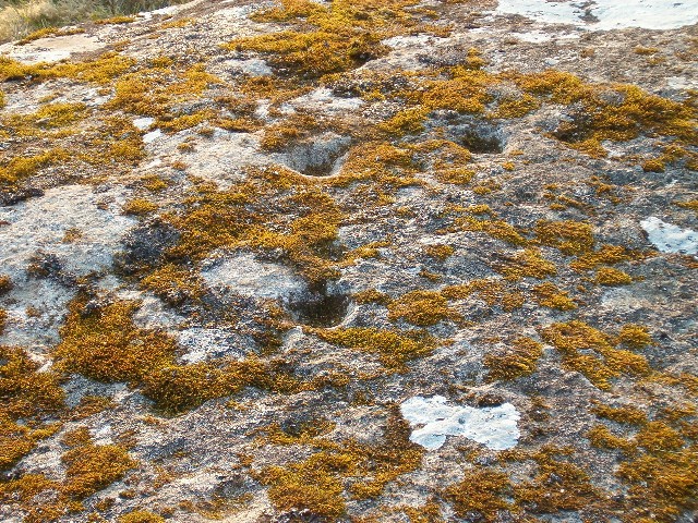 File:Cup markings on rock - geograph.org.uk - 167976.jpg