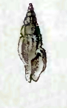 <i>Cythara oriza</i> Species of gastropod