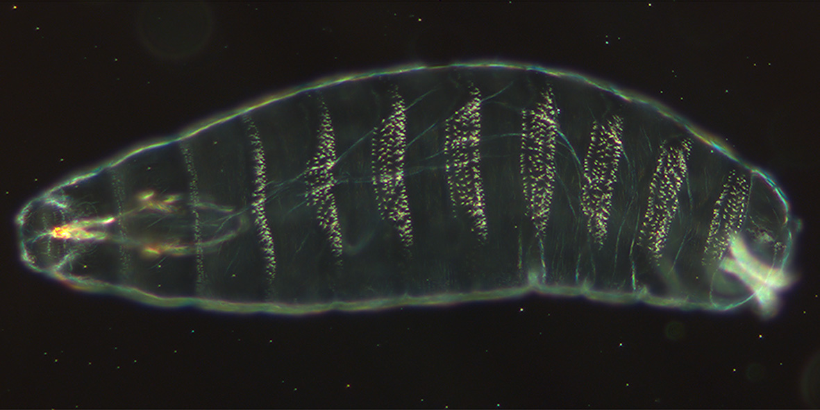 Drosophila melanogaster - Wikipedia