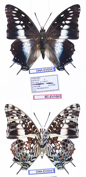 <i>Charaxes penricei</i> Species of butterfly