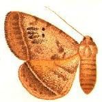 <i>Hypopyra carneotincta</i> Species of moth
