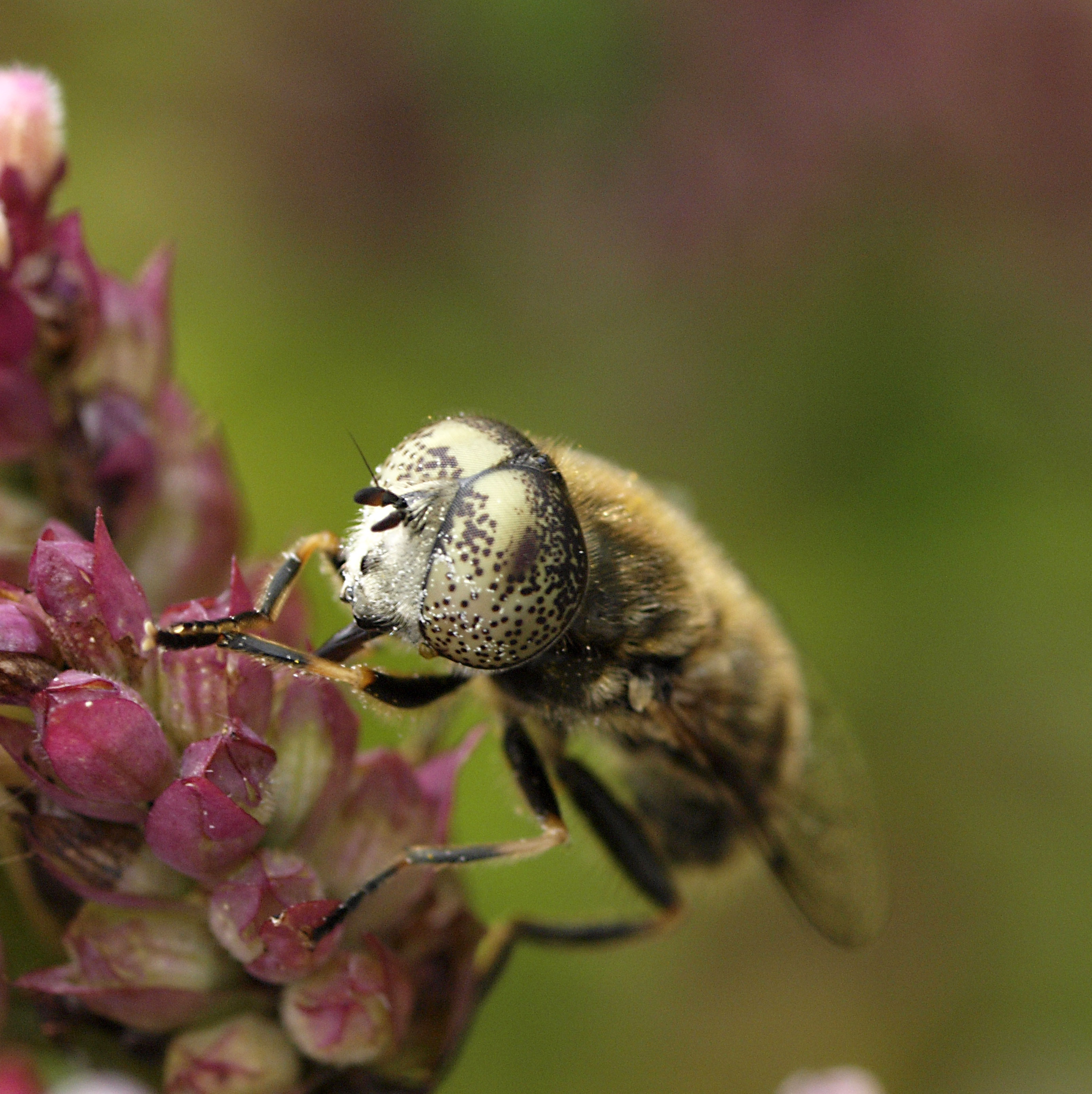 Sun flies. Eristalinus aeneus Крым.