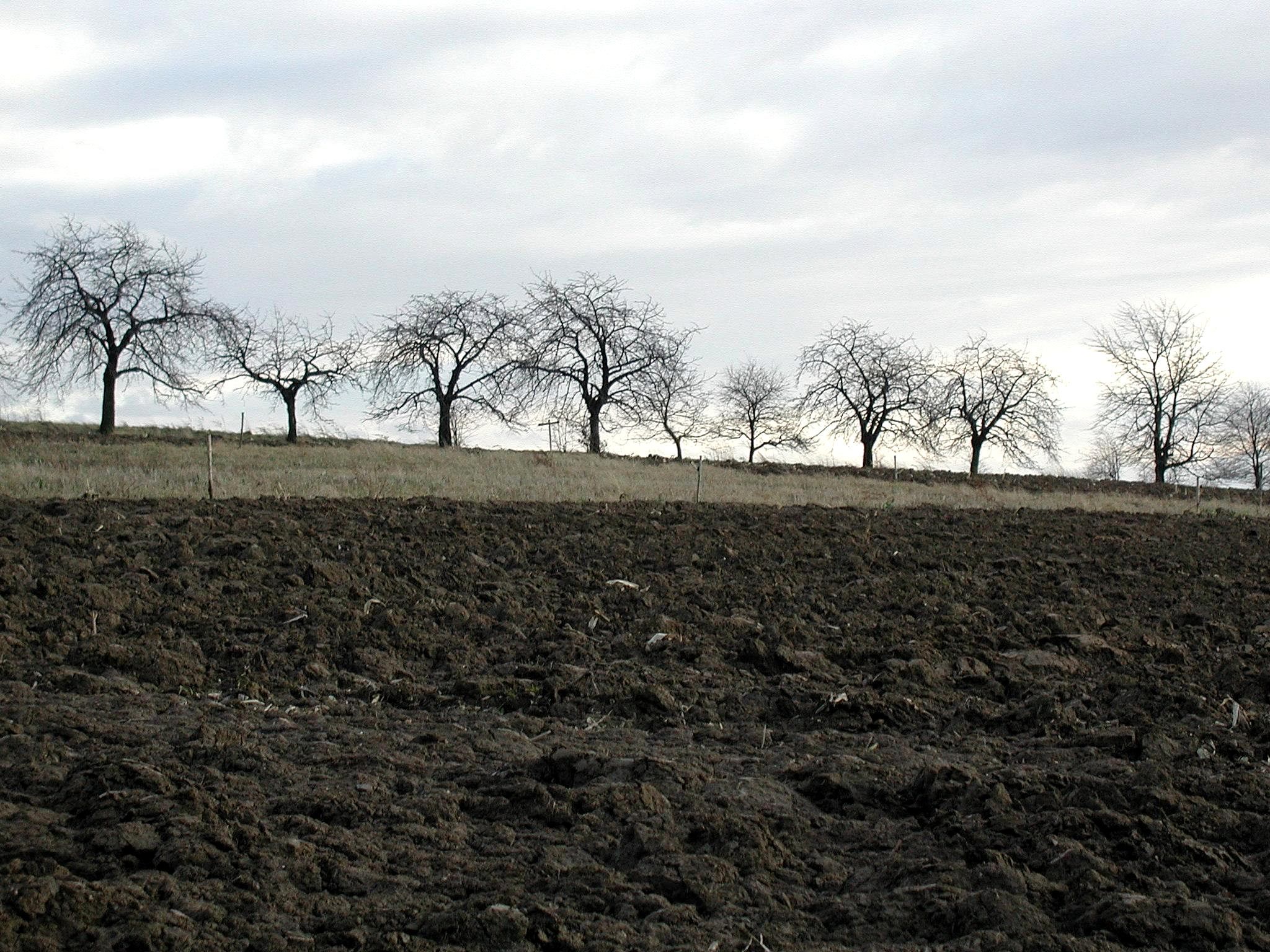 Finding the field. Деревья вряд. Clear the field by Force.