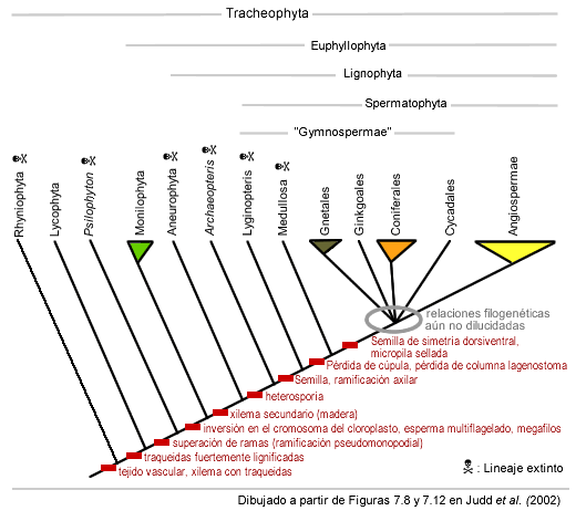 Spermatophyta