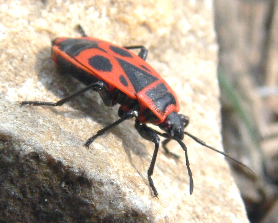 red bugs with black dots