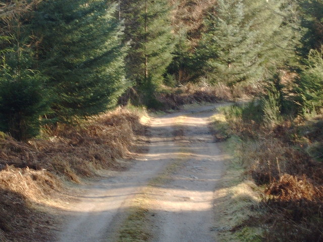 File:Forestry road, Shambellie - geograph.org.uk - 691397.jpg