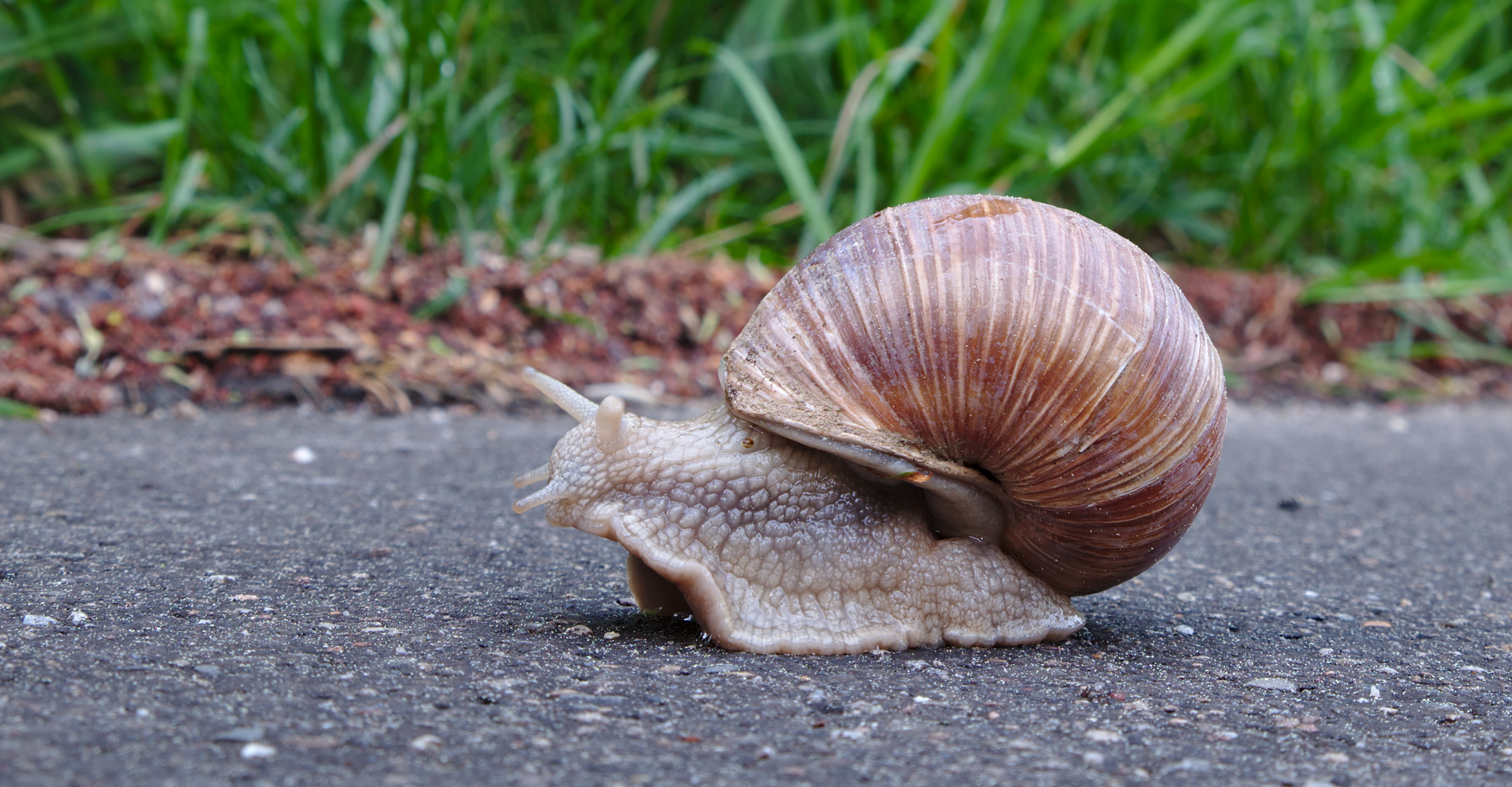 en:Cornu aspersum