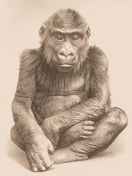 File:Gorilla Boy M'Pungu.jpg