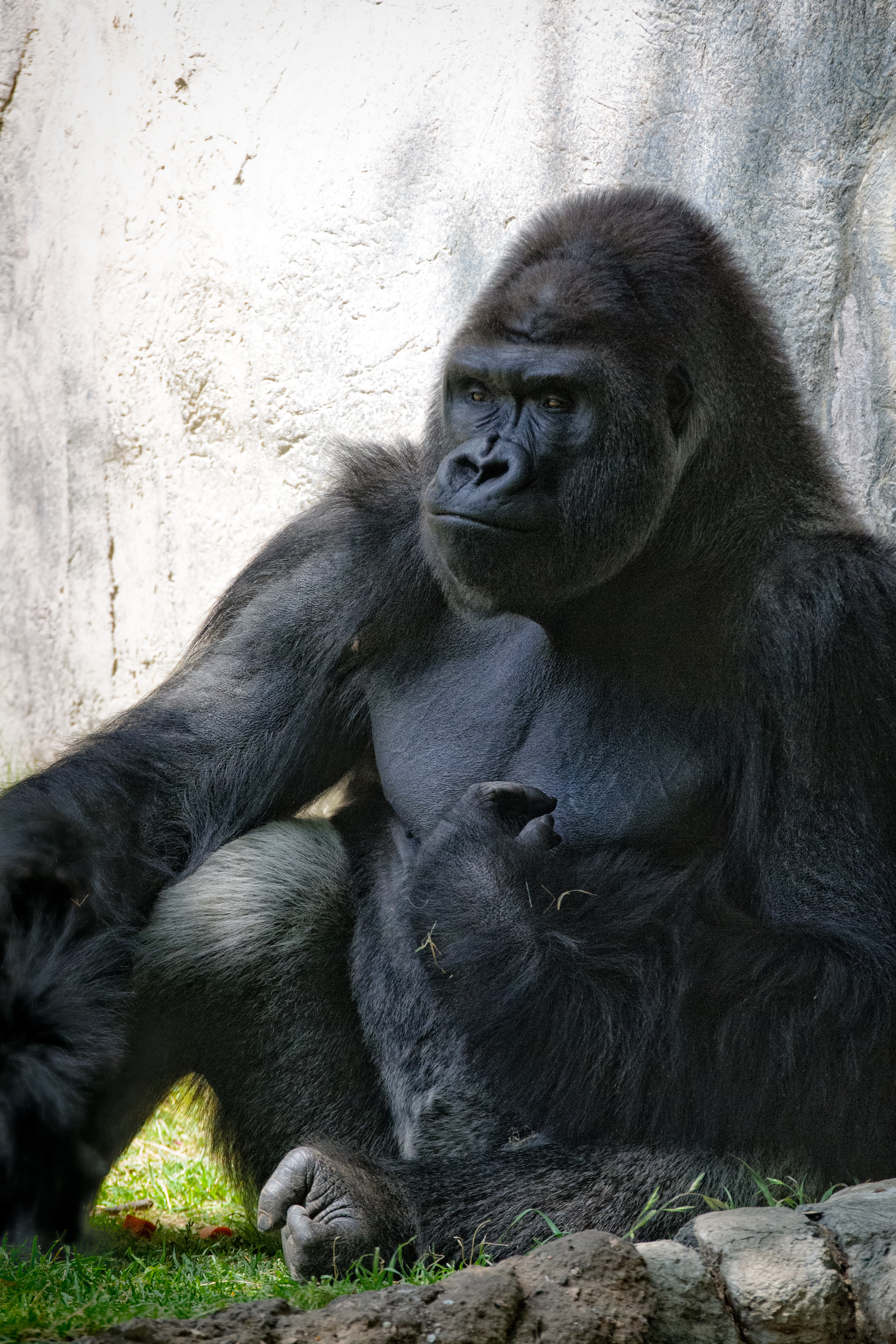 Gorilla Seated and Looking Grumpy (18104504834).jpg