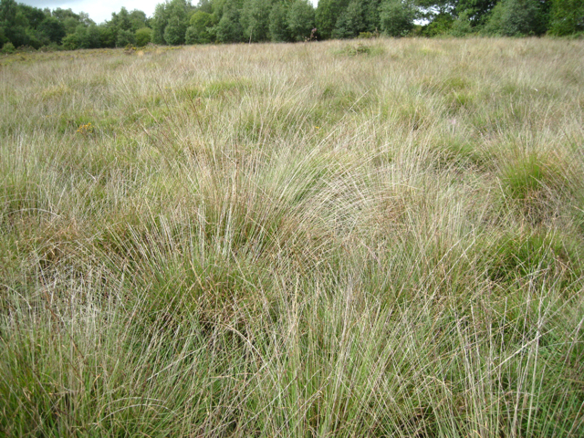 File:Grasses, Chudleigh Knighton Heath nature reserve - geograph.org.uk - 2596795.jpg