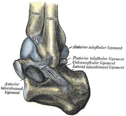 Lateral talocalcaneal ligament - Wikipedia