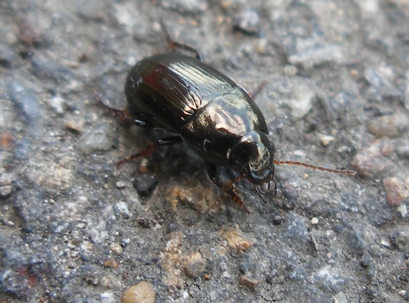 File:Ground beetle (2551671131).jpg