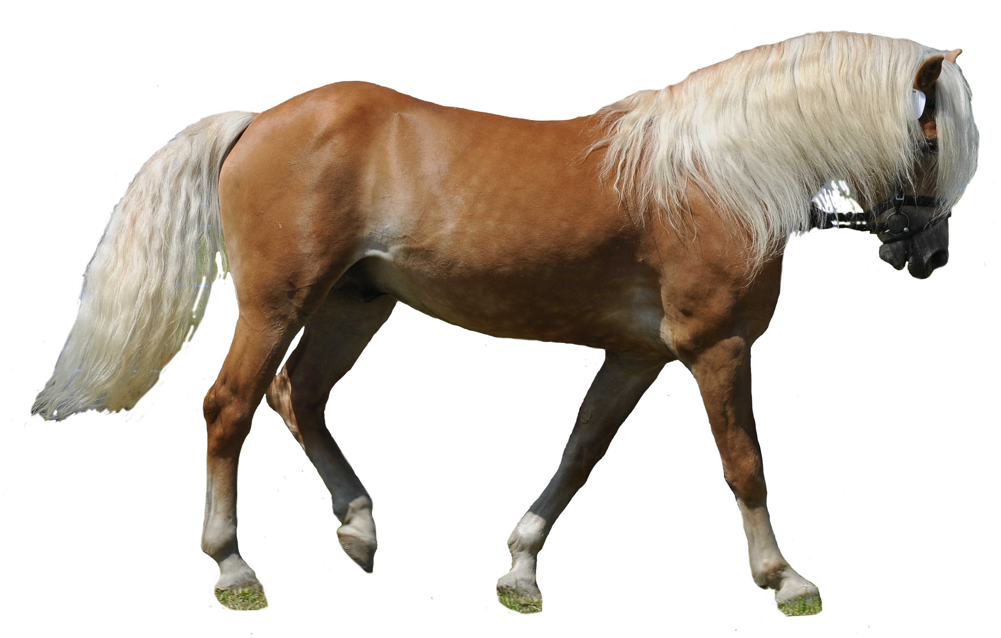 Haflinger Wikip dia