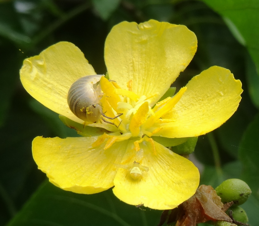 Helmiopsiella sp. Pemba - flower b (12856520144).jpg