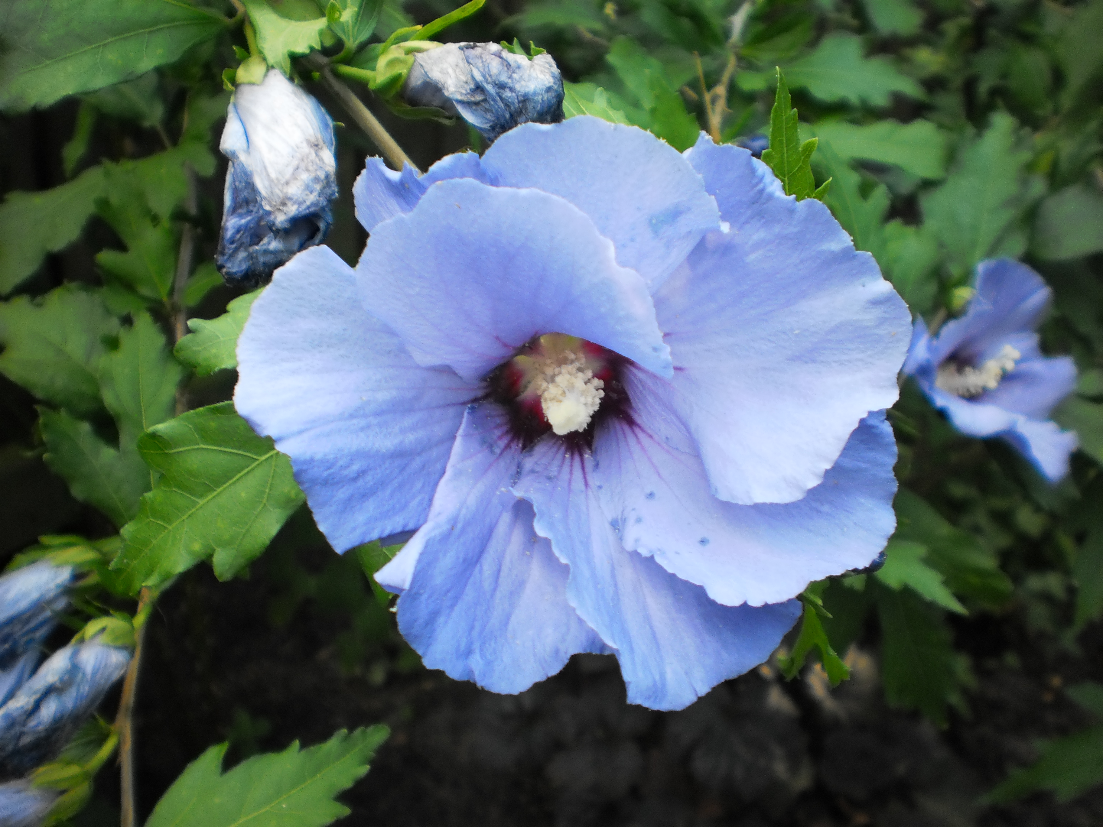 Hibiscus syriacus Ultramarine