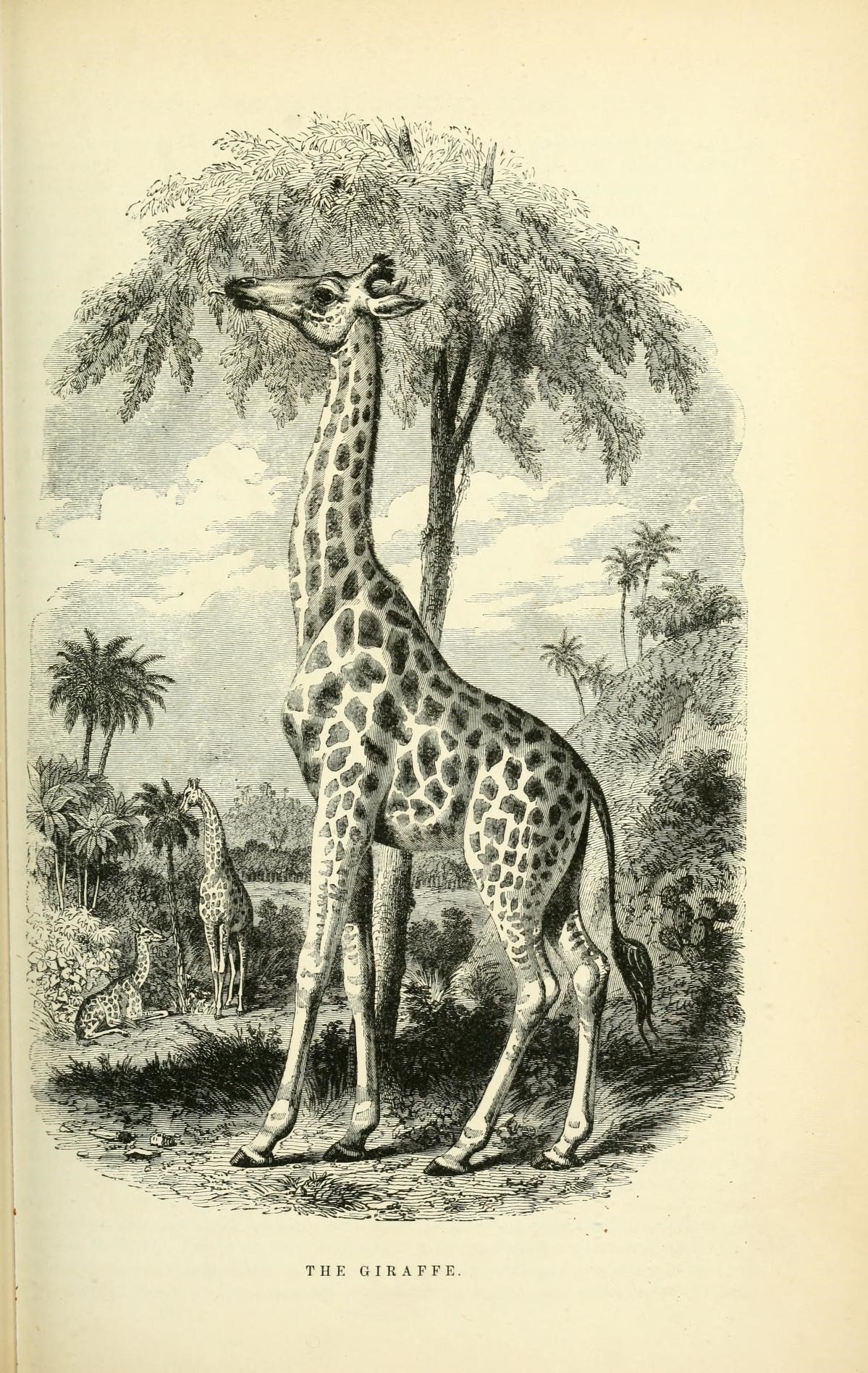 File:Illustrated natural history of the animal kingdom, being a systematic  and popular description of the