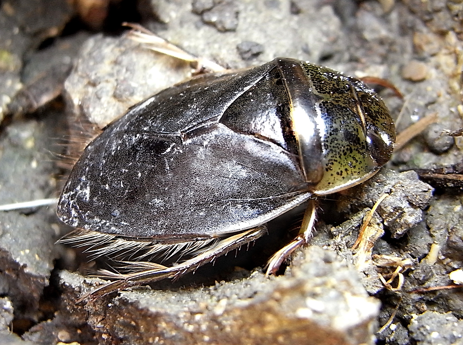 https://upload.wikimedia.org/wikipedia/commons/2/2b/Ilyocoris_cimicoides_natur.jpg