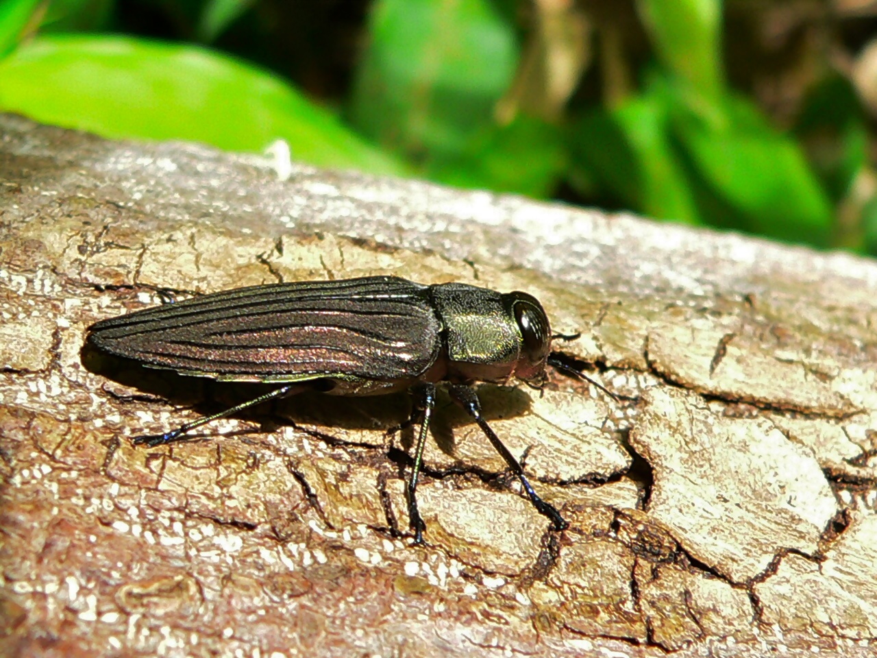 Jewel Beetle (Actenodes chalybaeitarsis) (8325463900).jpg