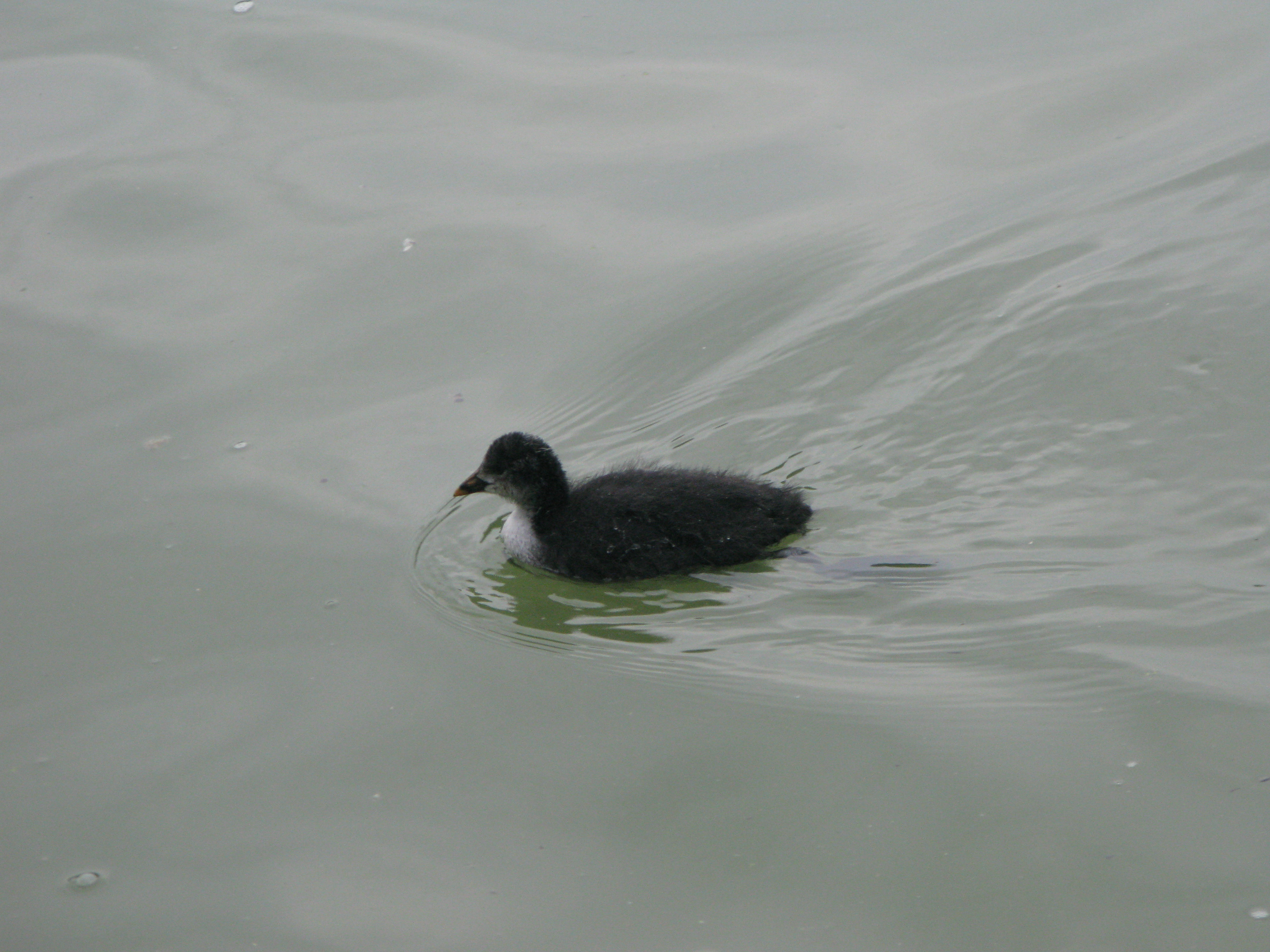 File Jielbeaumadier Bebe Foulque Macroule Parc De Sceaux 14 Jpeg Wikimedia Commons