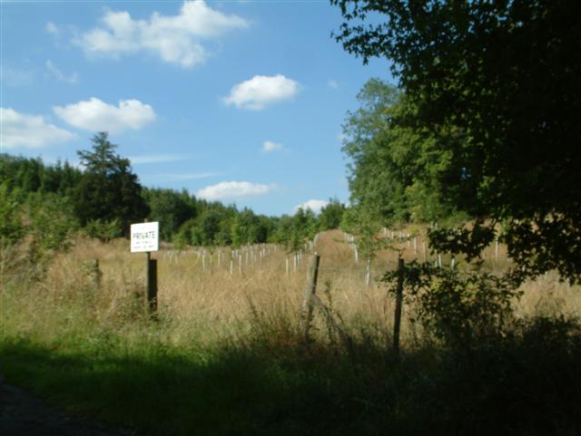 File:Jubilee Plantation - geograph.org.uk - 36337.jpg