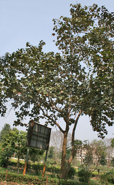 File:Kanak Champa (Pterospermum acerifolium) tree in Kolkata W IMG 2934.jpg