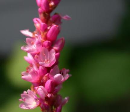 File:Kiss Me Over The Garden Gate (Persicaria orientalis).jpg