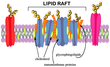 File Lipid Raft Png Wikimedia Commons