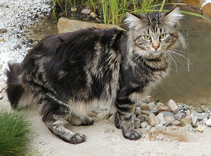 Soubor:Mainecoon1.png