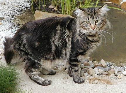 File:Mainecoon1.png