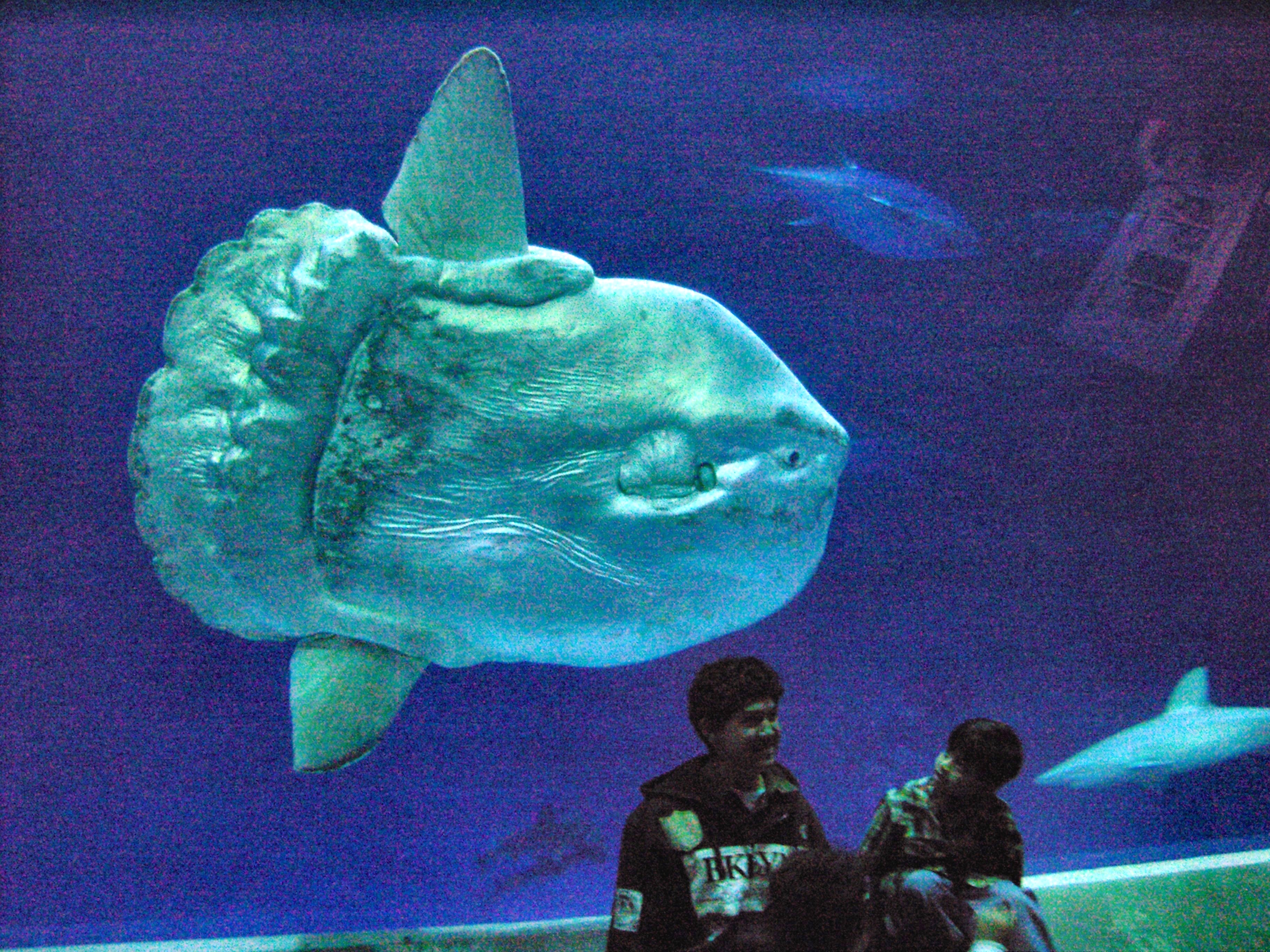 mola mola at the aquarium behind the glass