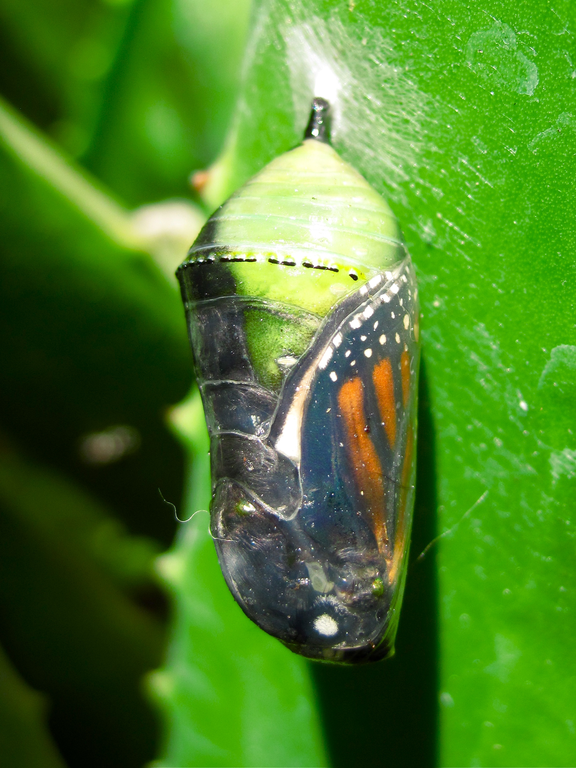 butterfly chrysalis