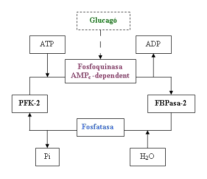 File:PFK2.JPG