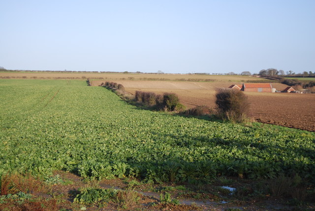 File:Patchy hedge - geograph.org.uk - 3949871.jpg