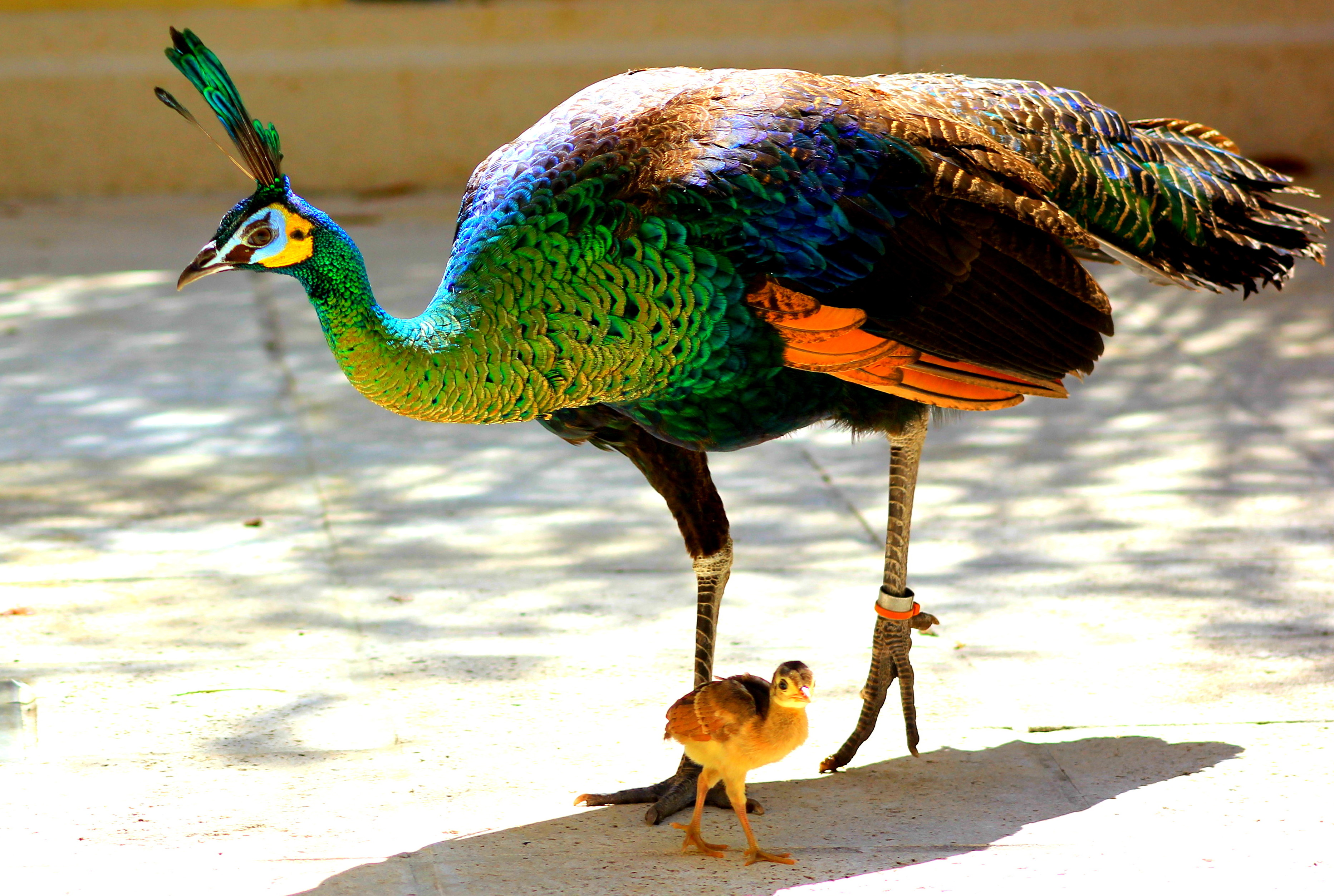 File:Ghi, pettingzoo (torso of escaped peacock - not school pecock!).jpg -  Wikimedia Commons