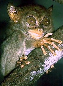 File:Philippine sarangani tarsier.jpg