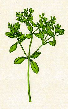 Plantenschat1898 305 Duivelsmelk Euphorbia peplus.jpg