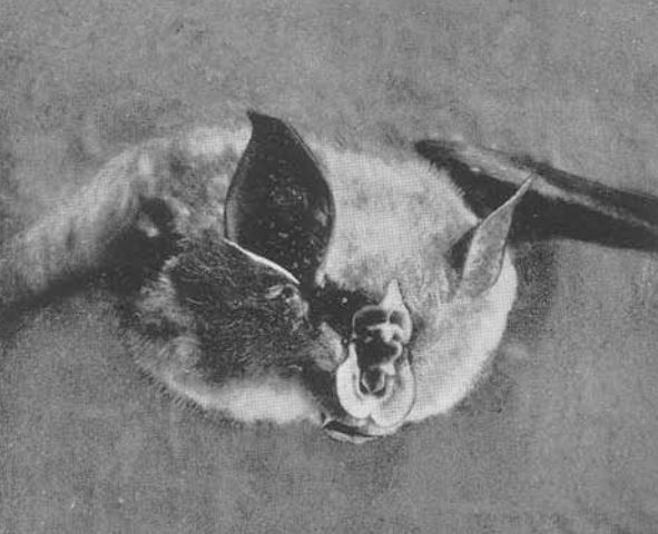 The average litter size of a Lander's horseshoe bat is 1
